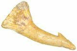 Fossil Sawfish (Onchopristis) Rostral Barb - Morocco #366706-1